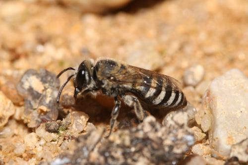 Réf. 334 048 : Colletes hylaeiformis